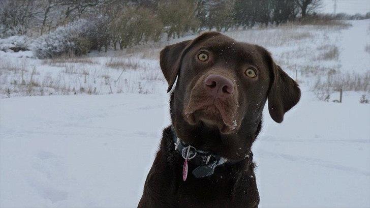 Labrador retriever KASJA * Solgt d.19 - 02 - 2012* - Dejlige hund!
 billede 20