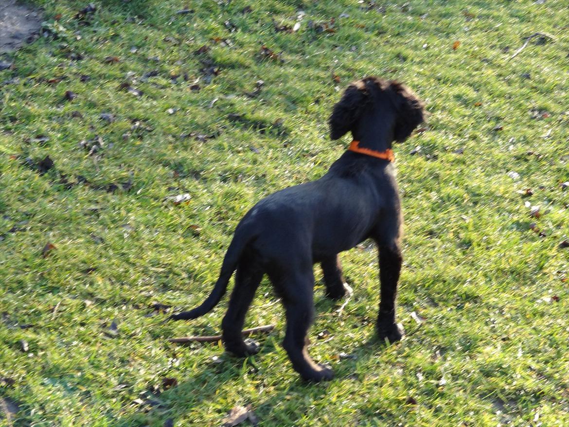 Blanding af racer  Springer og Cocker spaniel Charlie billede 2