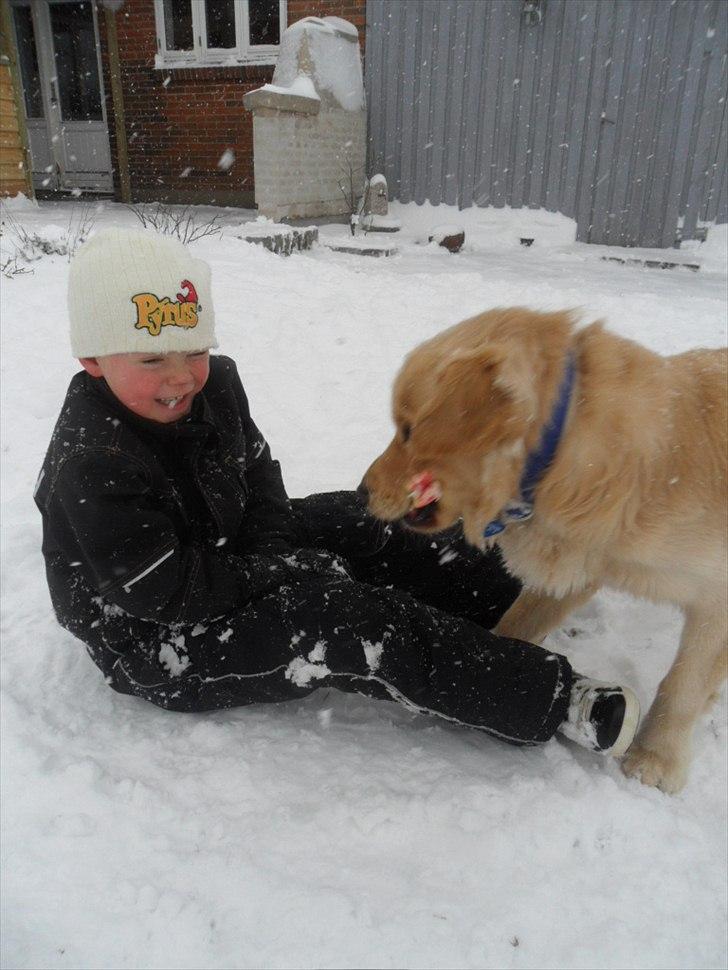 Golden retriever rocki billede 18