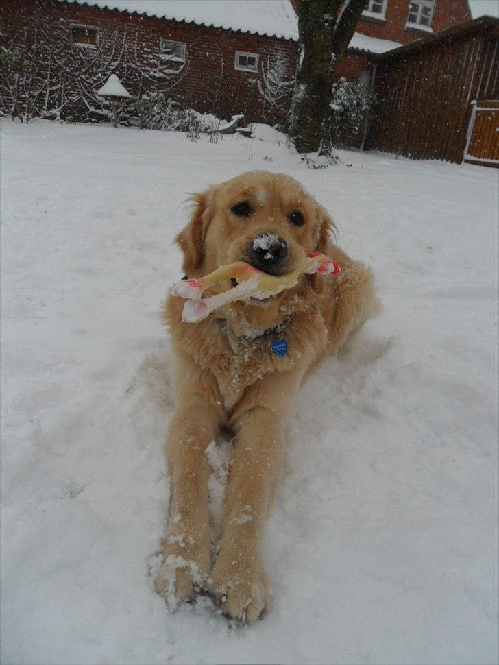 Golden retriever rocki billede 19