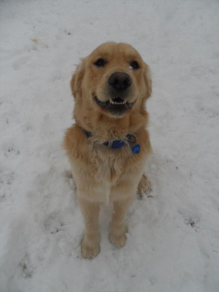 Golden retriever rocki billede 20