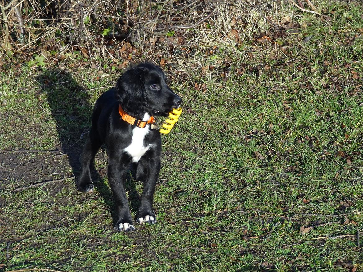 Blanding af racer  Springer og Cocker spaniel Charlie billede 3