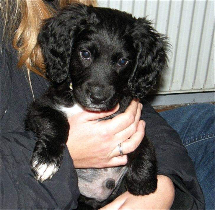 Blanding af racer  Springer og Cocker spaniel Charlie - Charlie 10 uger gammel billede 7