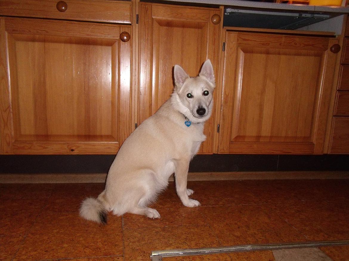 Norsk buhund Miss Bailey *Himmelhund* - Her er et af de få billeder hvor Bailey sidder stille. billede 14