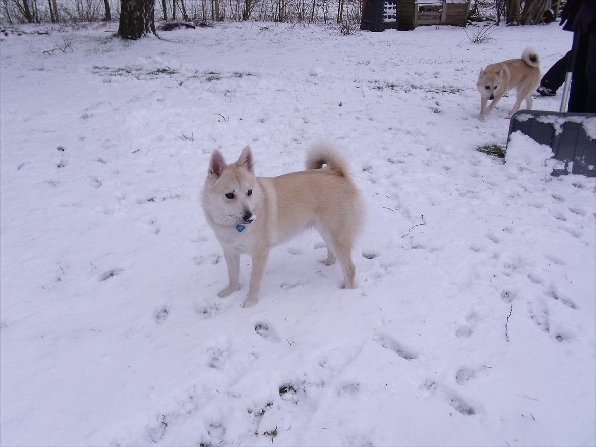 Norsk buhund Miss Bailey *Himmelhund* - Bailey i sneen. billede 15