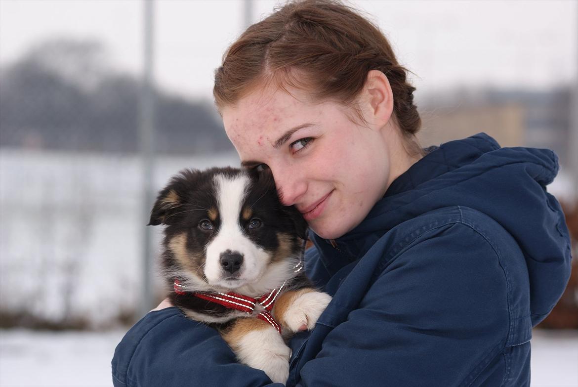 Australian shepherd Mille billede 13