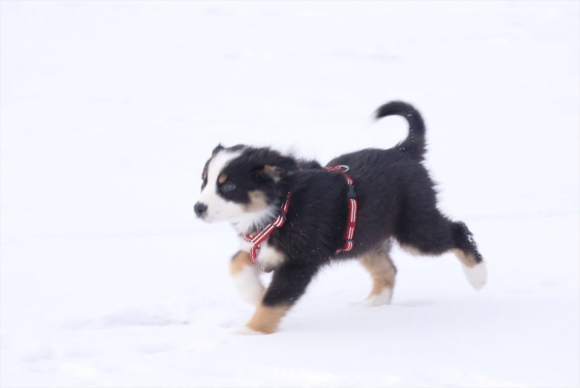 Australian shepherd Mille - im a littel runner billede 3