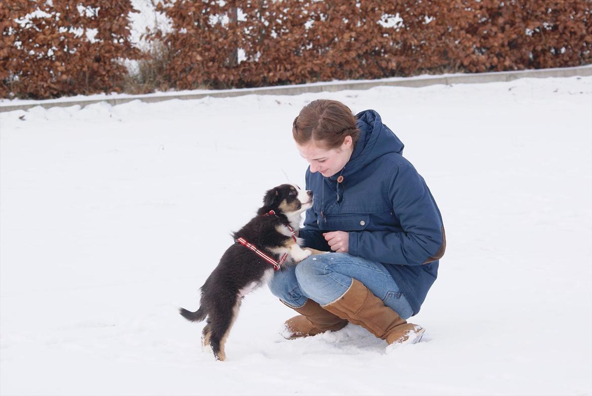 Australian shepherd Mille billede 4