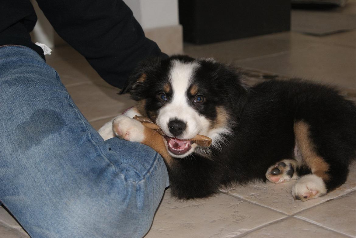 Australian shepherd Mille billede 7