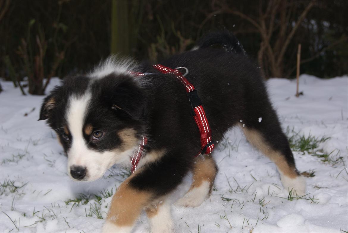 Australian shepherd Mille billede 8