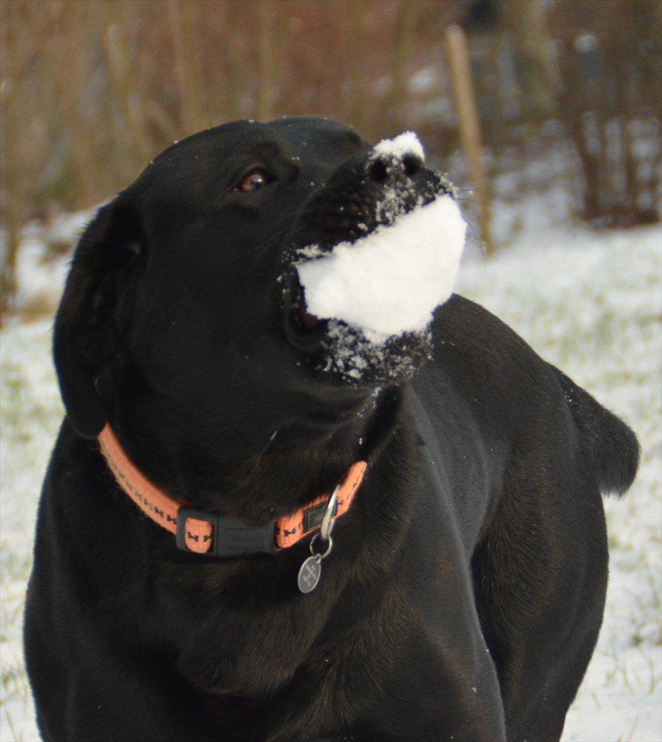 Labrador retriever Balder - Balder kan godt lide snebolde ((-; billede 14