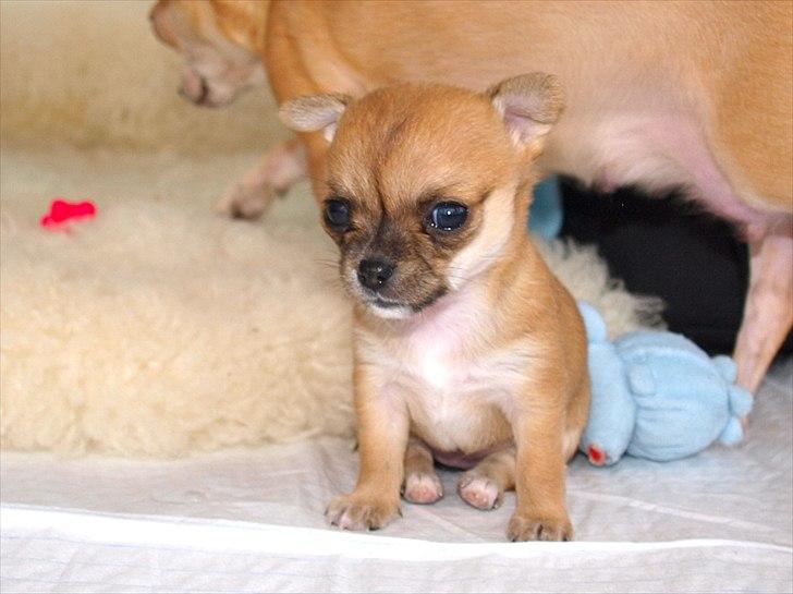 Chihuahua Chloe - 4 uger billede 6