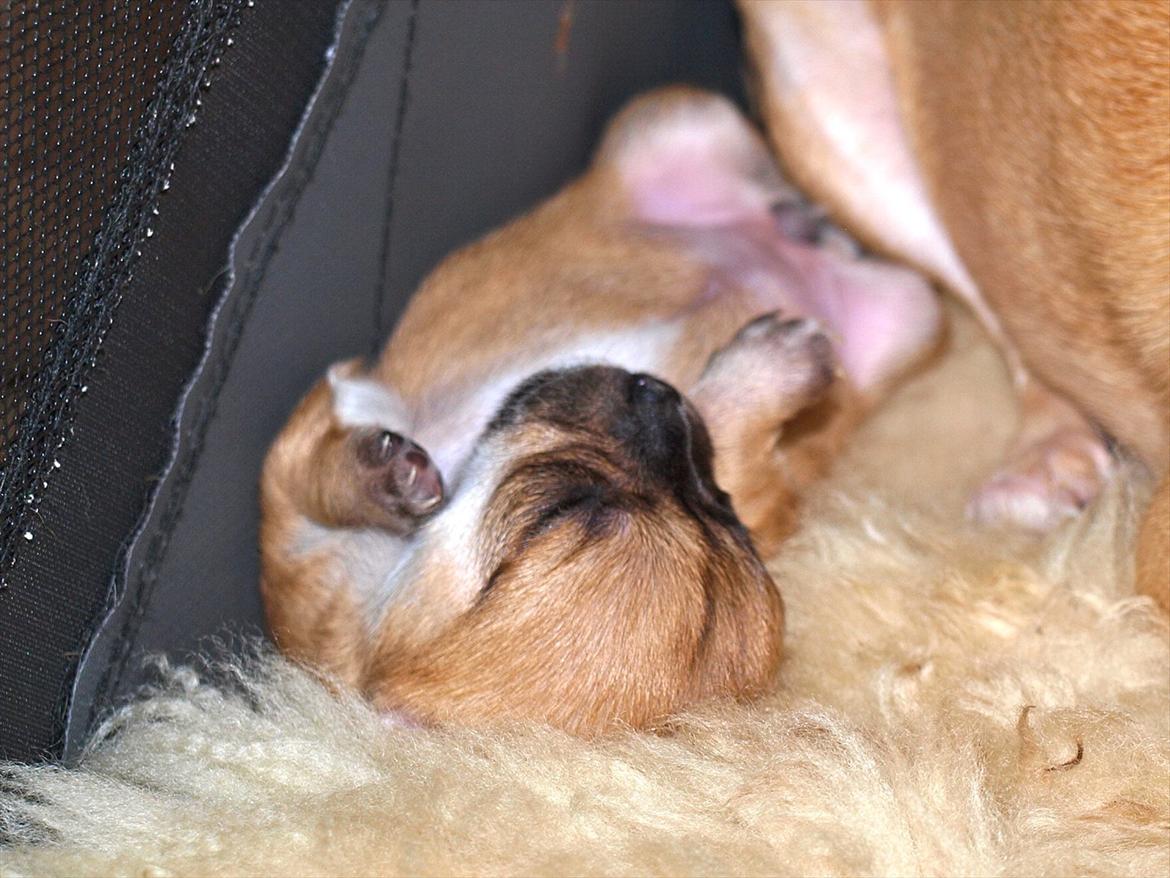 Chihuahua Chloe billede 7