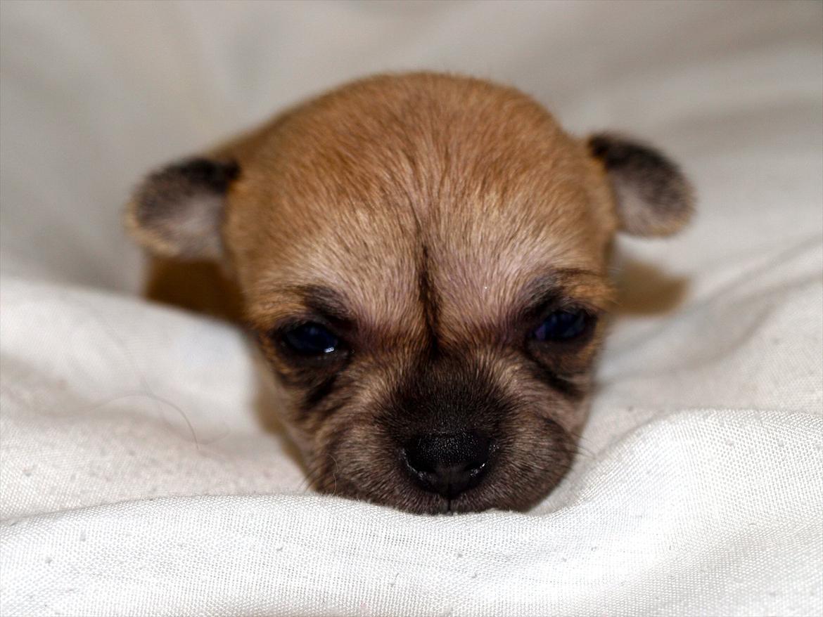 Chihuahua Chloe billede 8