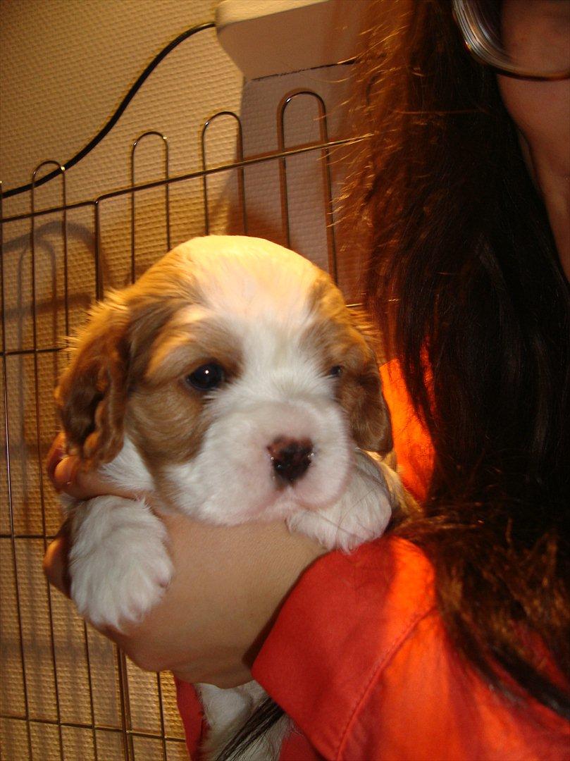 Cavalier king charles spaniel Aya - 4 uger billede 4