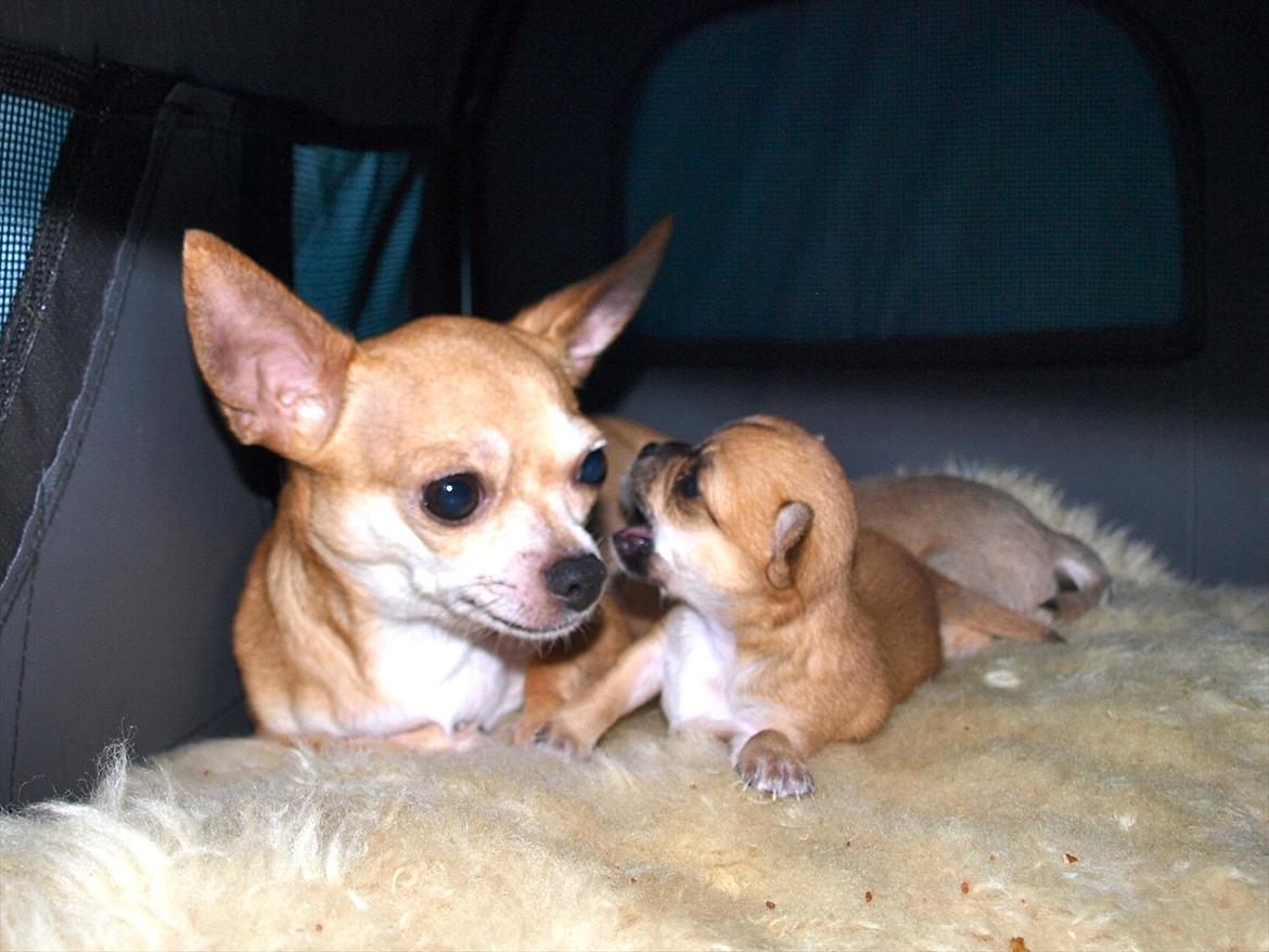 Chihuahua Chloe billede 9