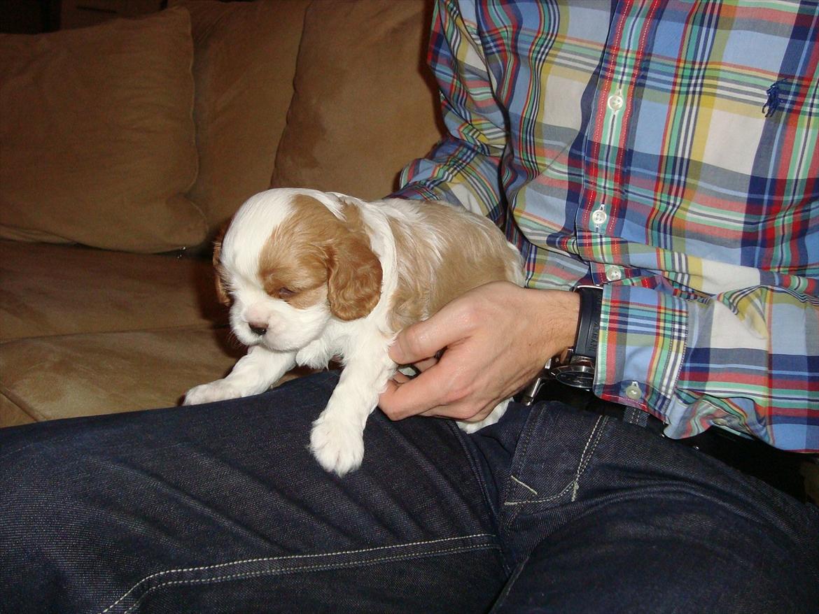 Cavalier king charles spaniel Aya billede 5