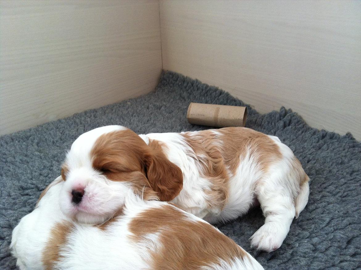 Cavalier king charles spaniel Aya - 24 dage billede 6