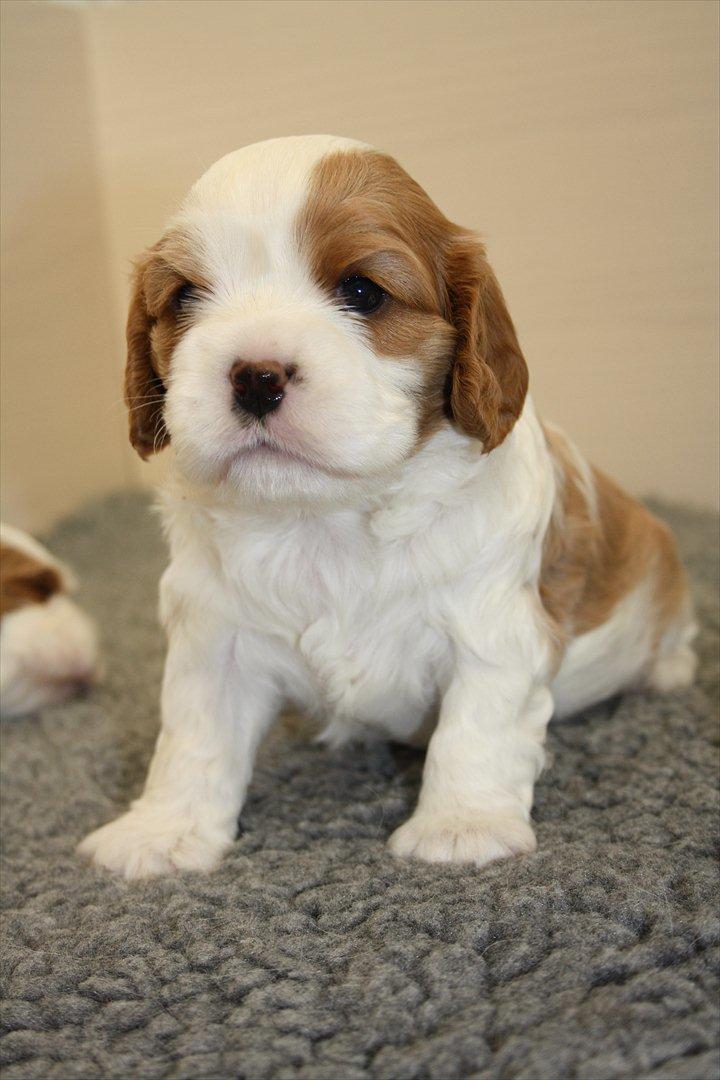 Cavalier king charles spaniel Aya billede 7