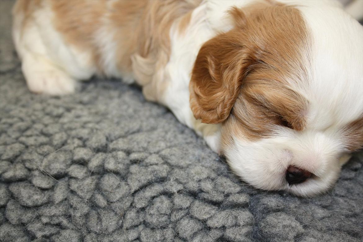 Cavalier king charles spaniel Aya billede 8