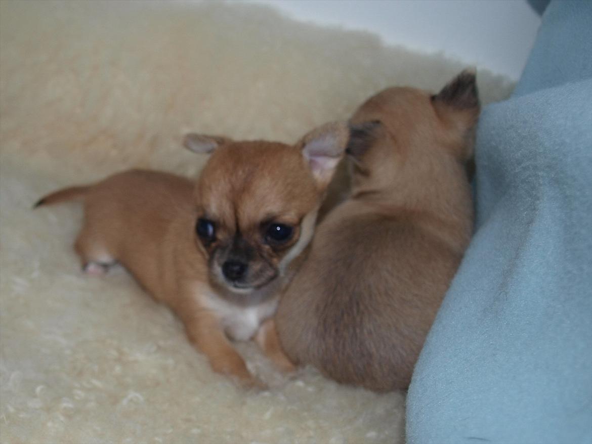 Chihuahua Chloe billede 10