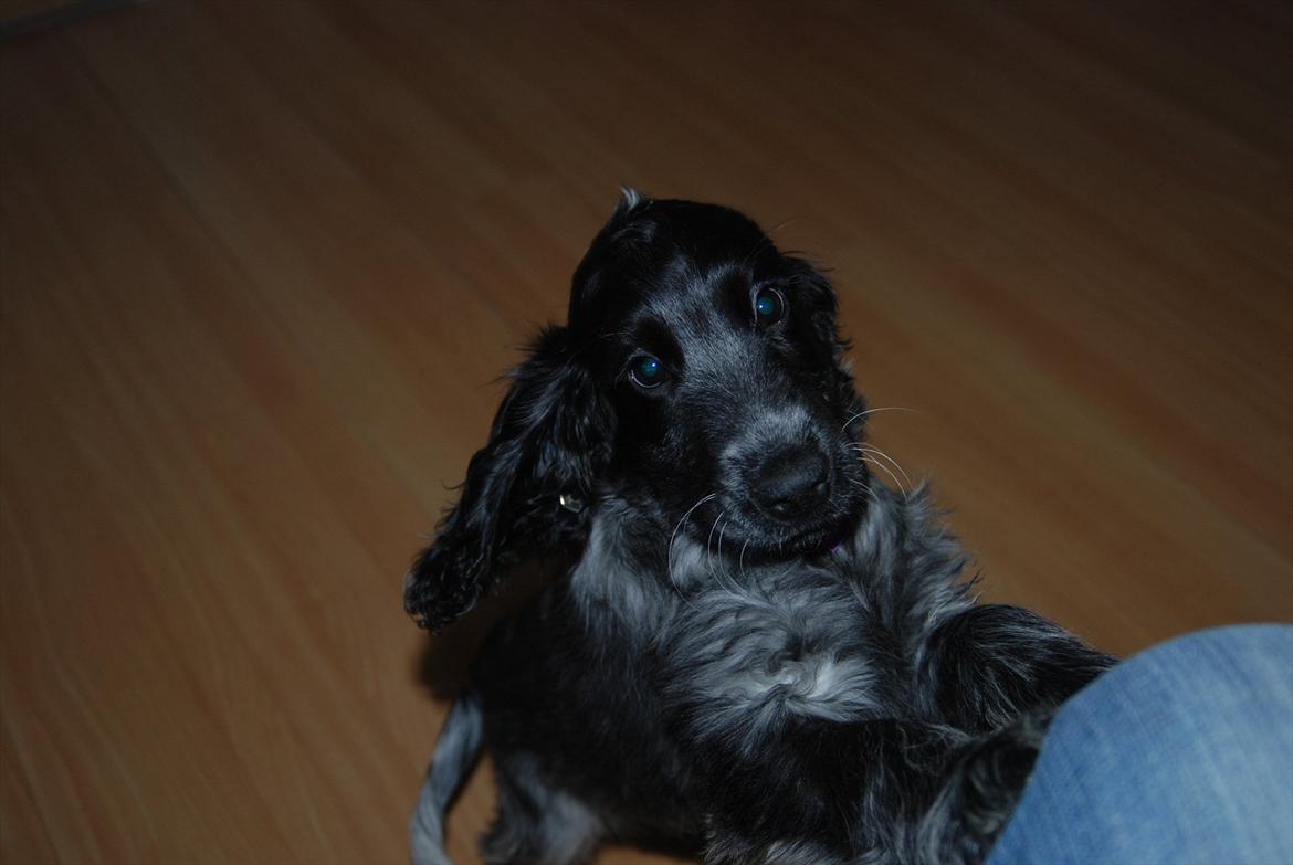 Cocker spaniel Silke billede 5