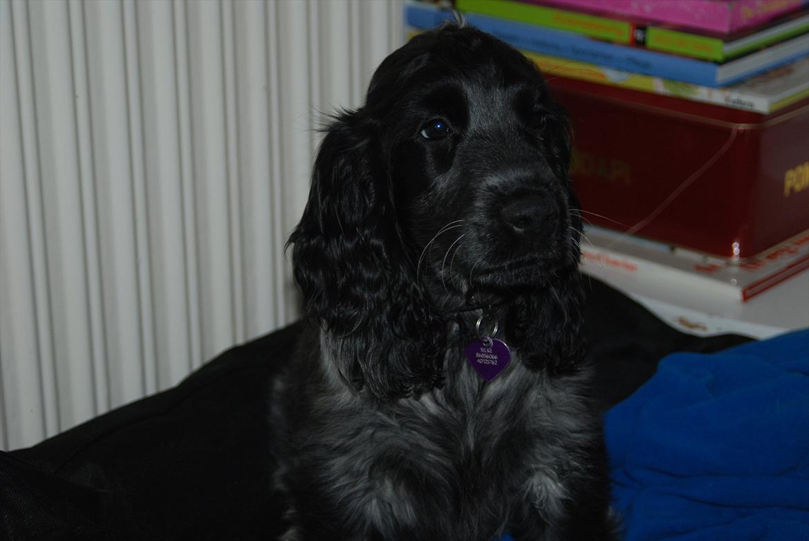 Cocker spaniel Silke billede 6