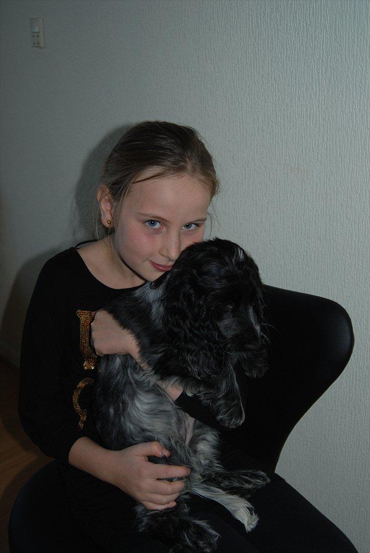 Cocker spaniel Silke - mig og silke hun er ca 10 uger  billede 7