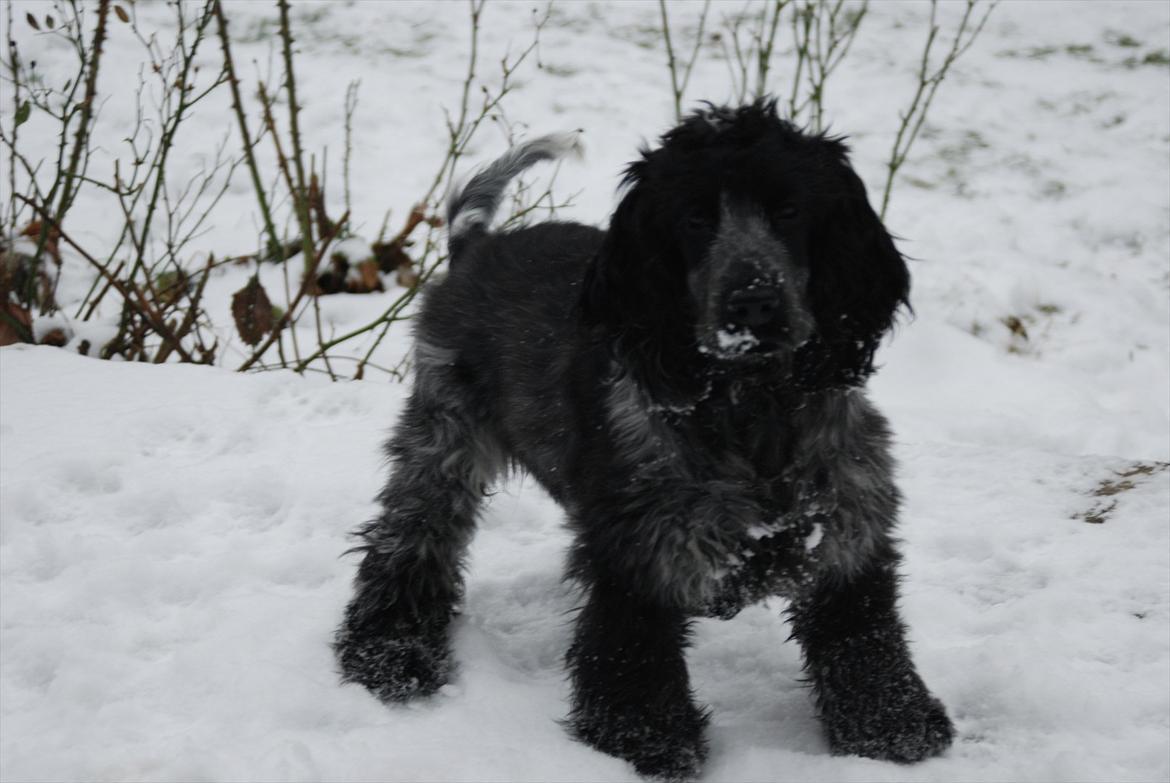 Cocker spaniel Silke - velkommen til Silkes profil her er hun ude i sneen og så kommer vi lige og tar et billede af hende <3 billede 1