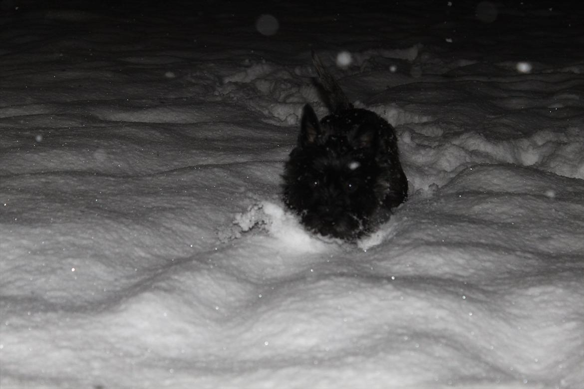 Cairn terrier Mathilde  - Bassepigen i sneen :* billede 4