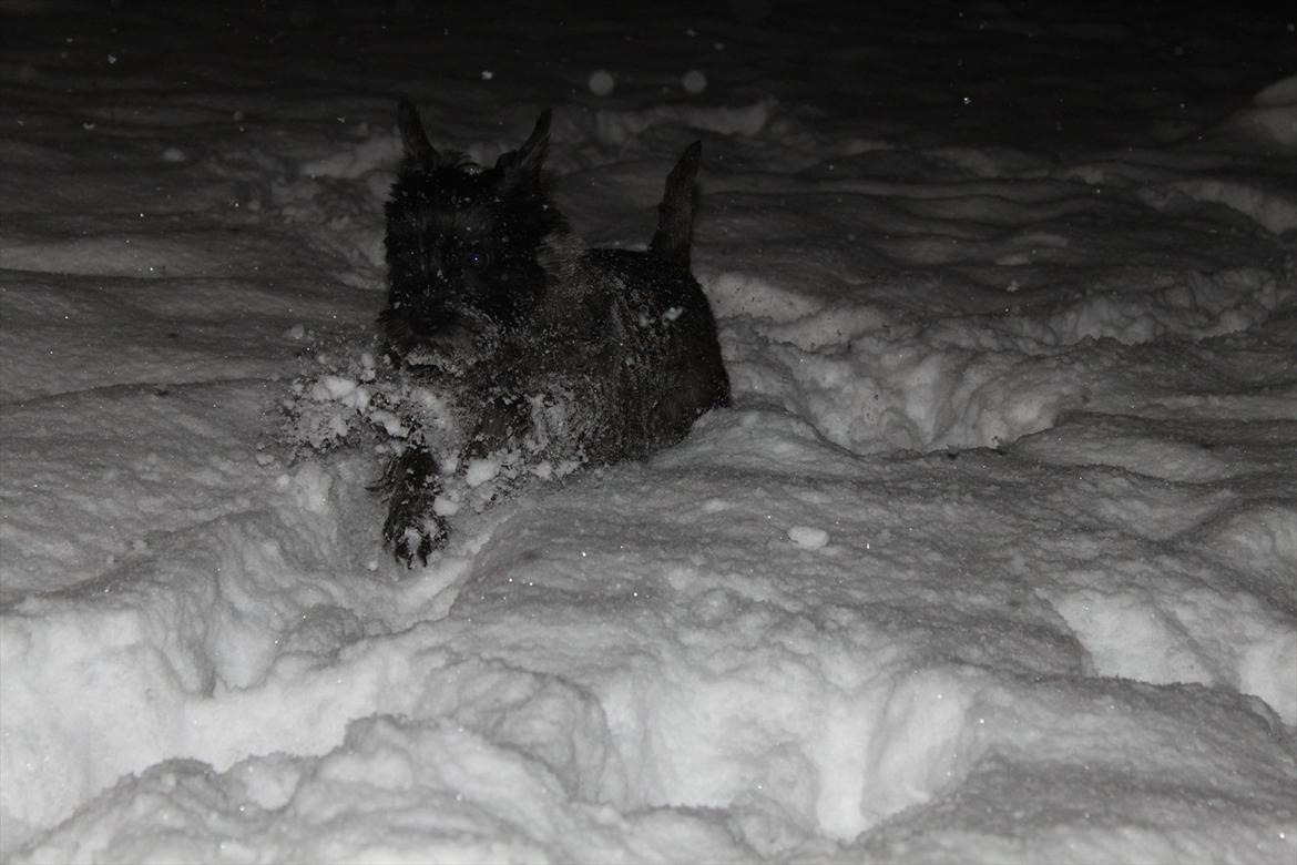 Cairn terrier Mathilde  - Sne bassen :D billede 5