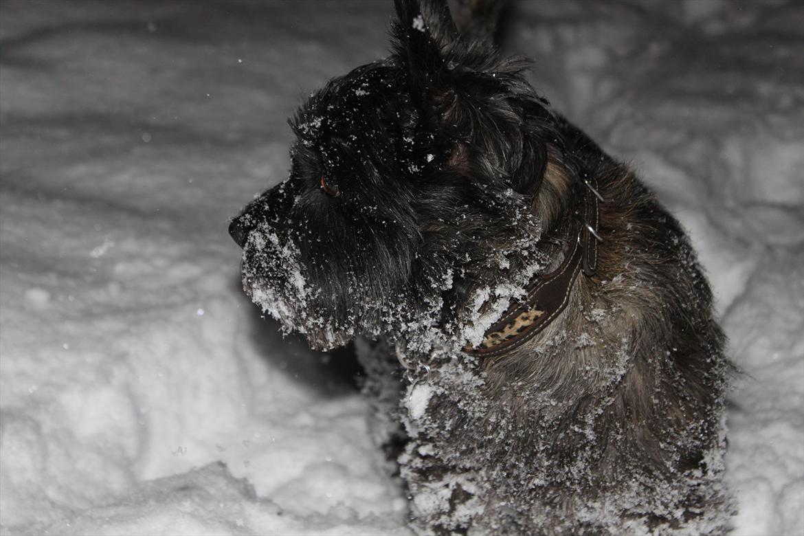 Cairn terrier Mathilde  - Fuld af sne :D billede 6