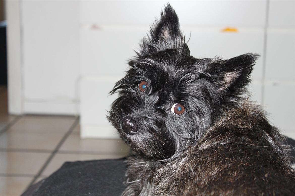 Cairn terrier Mathilde  - Elsker dig! billede 7