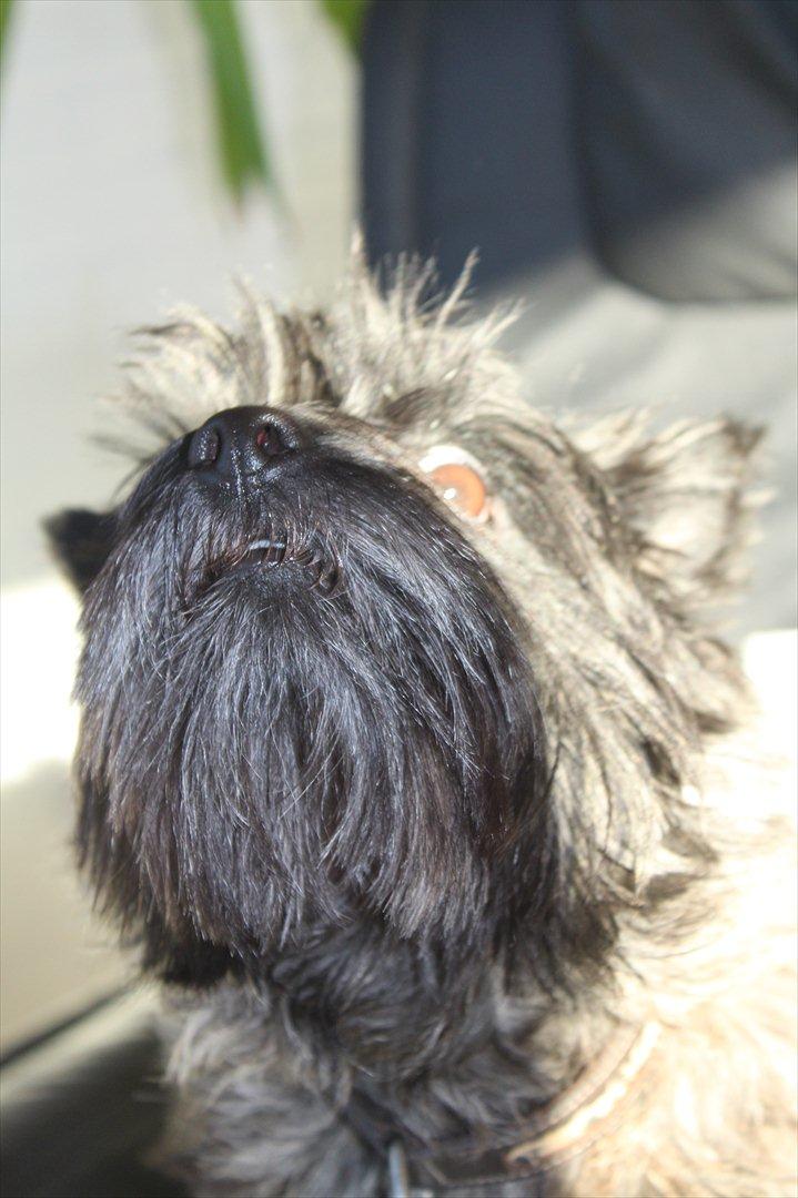 Cairn terrier Mathilde  - Når kameraet er spændende :D billede 8