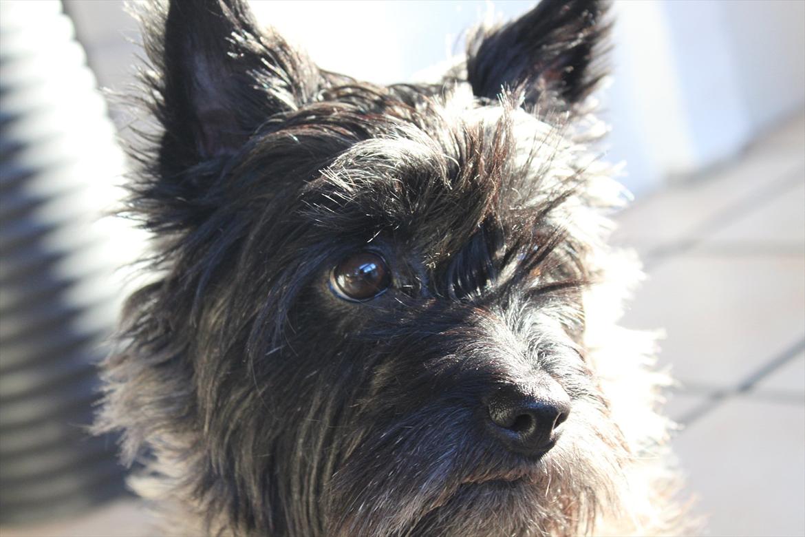 Cairn terrier Mathilde  - <3 billede 9