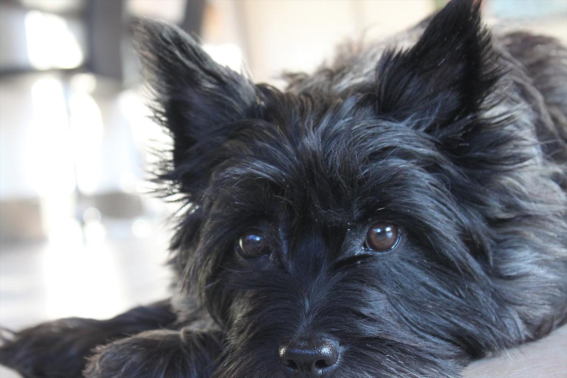 Cairn terrier Mathilde  - <3 billede 10