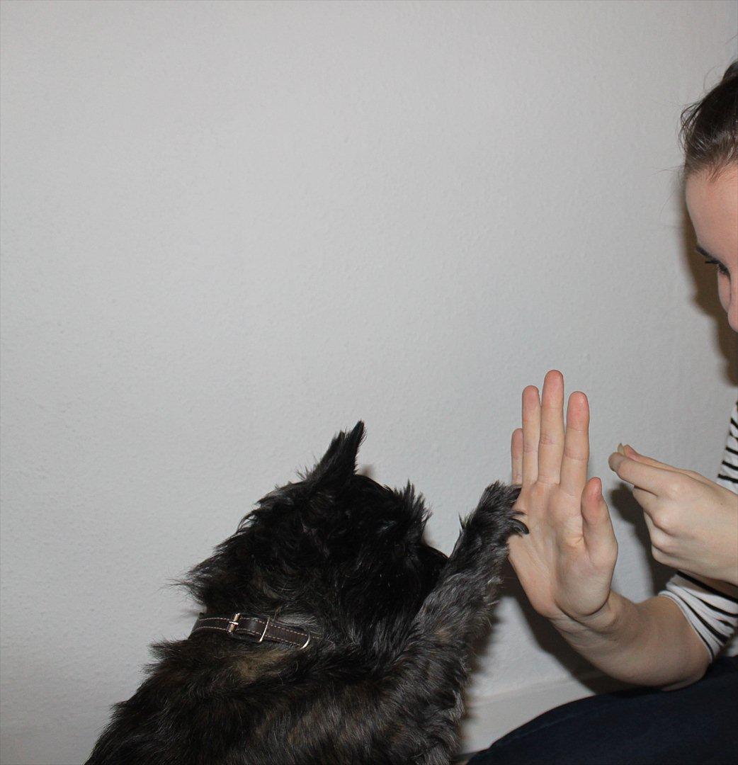 Cairn terrier Mathilde  - High Five! billede 12