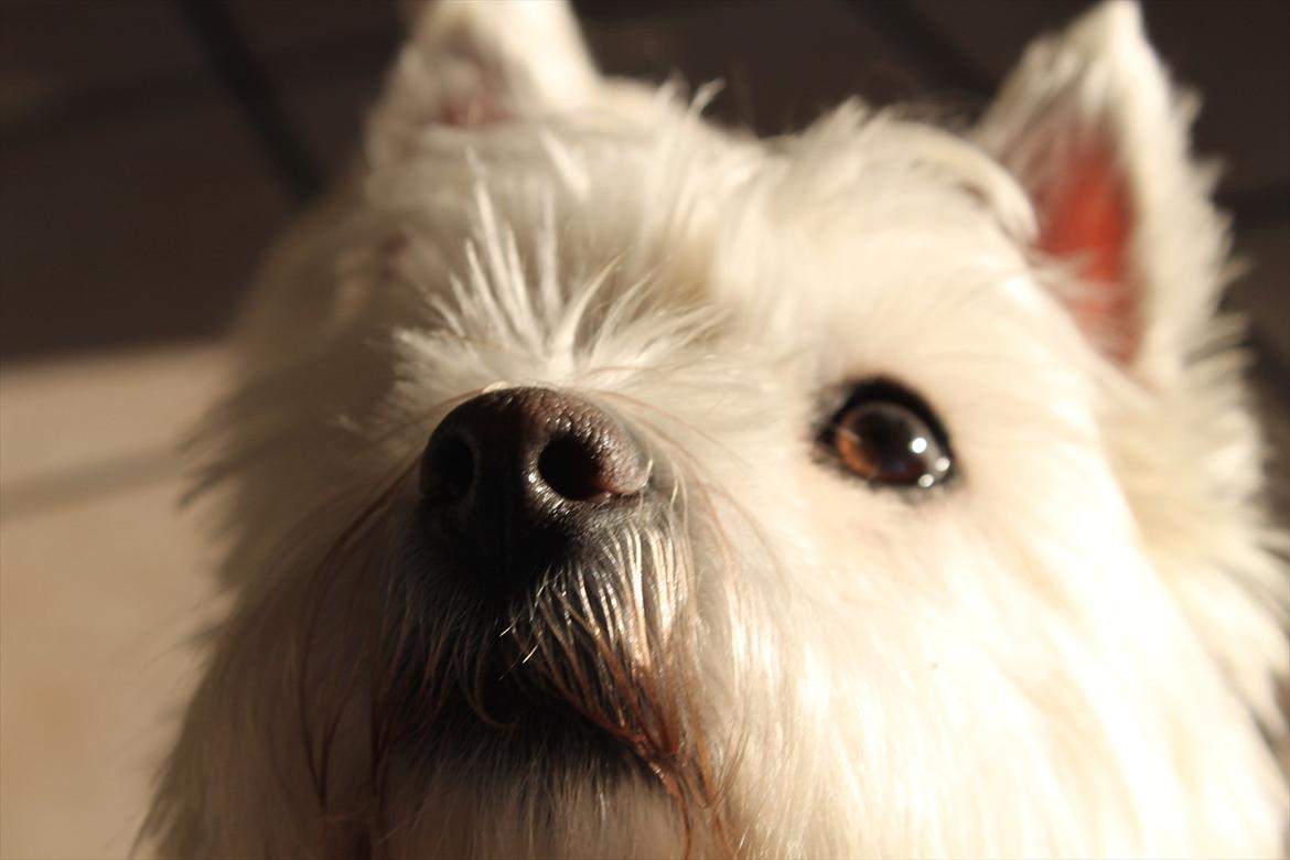 West highland white terrier Sussi - sweet <3 billede 1