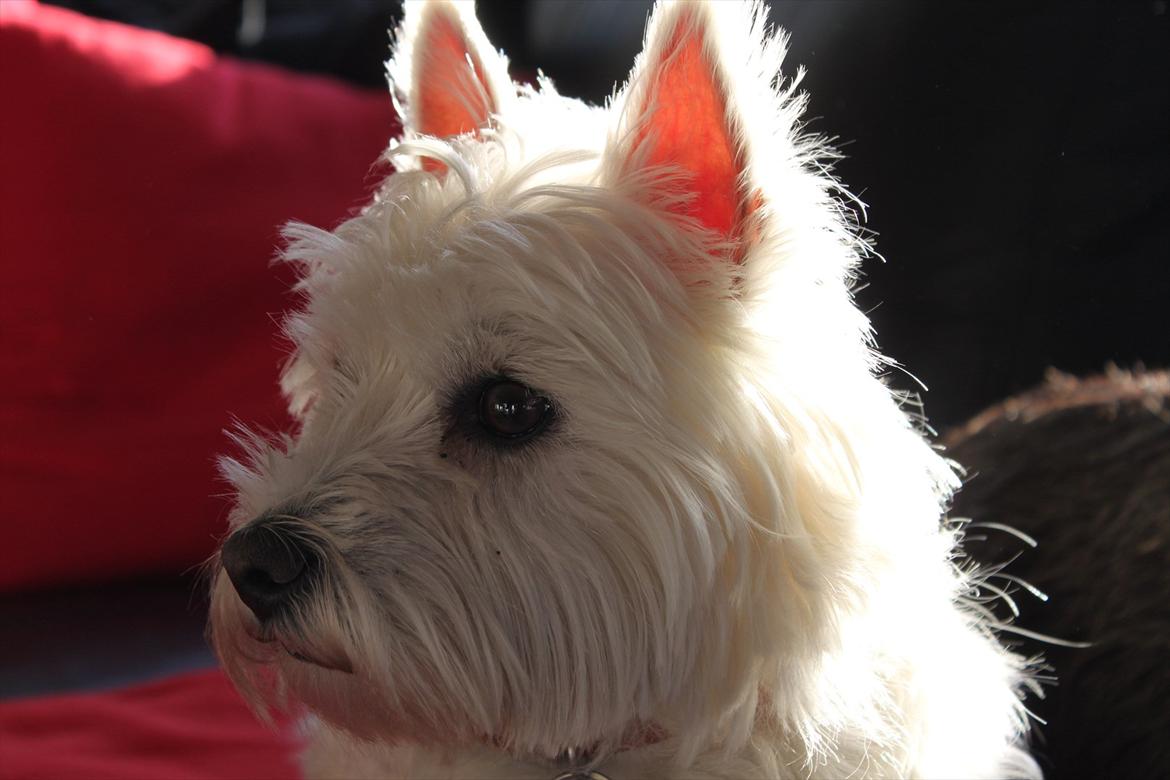 West highland white terrier Sussi - <3 billede 2