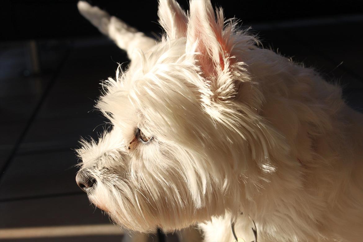 West highland white terrier Sussi - <3 billede 4