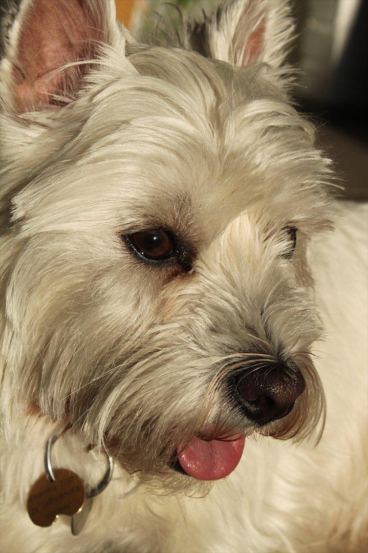 West highland white terrier Sussi billede 7