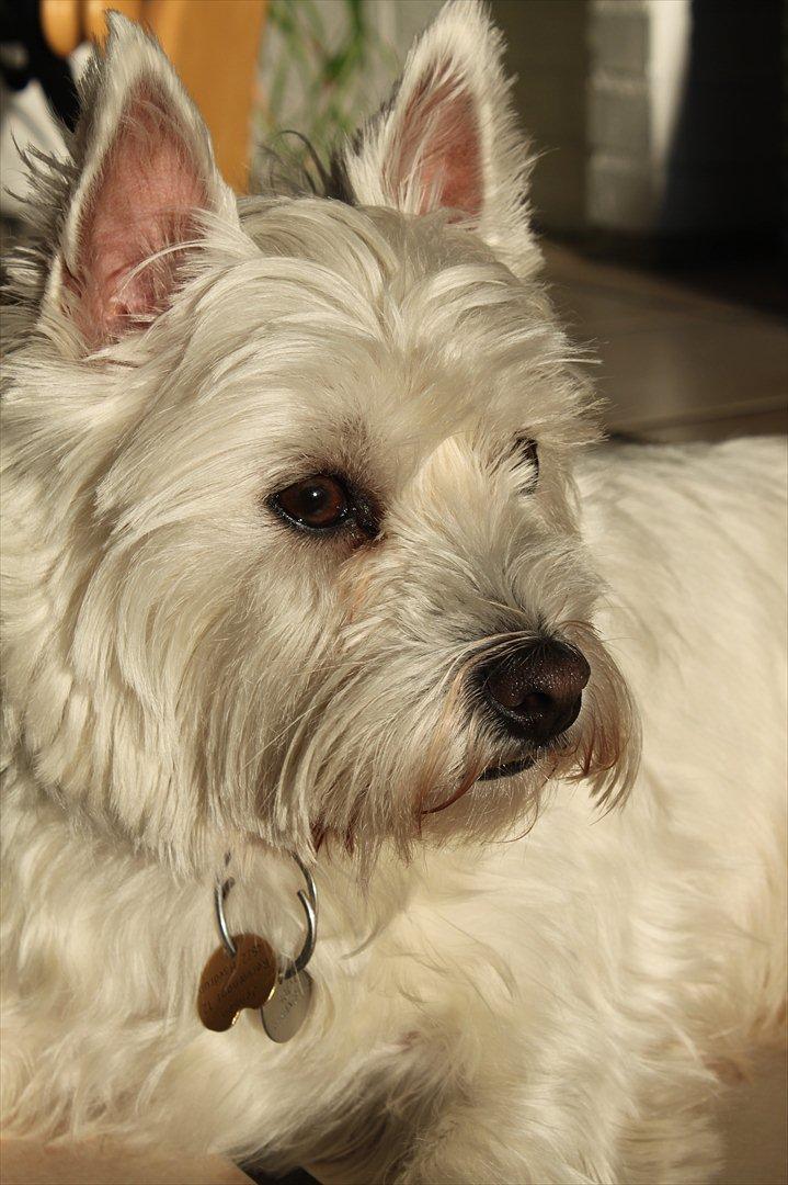 West highland white terrier Sussi - smukke Hund! billede 8