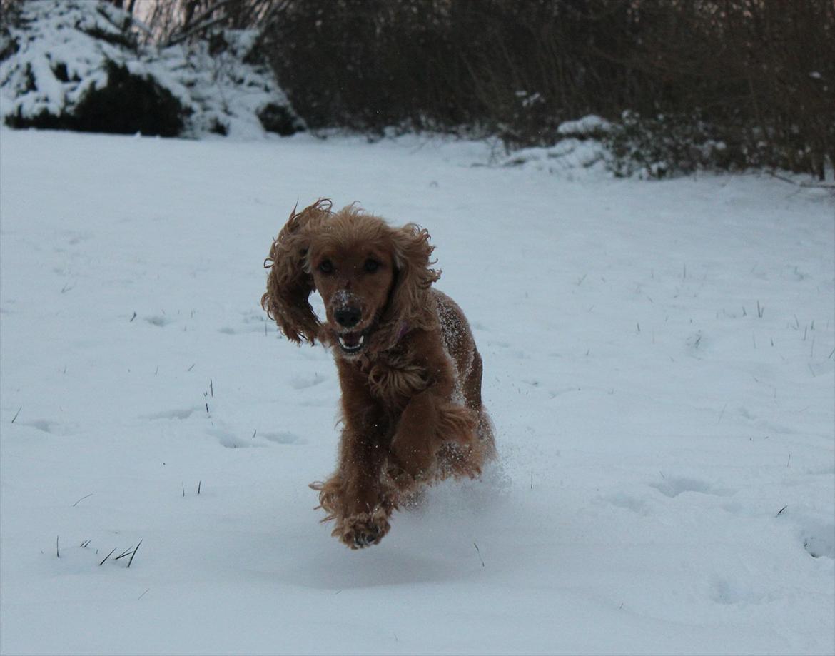 Cocker spaniel <3 Kit <3 - Elsker elsker eeeeelsker bare sne!! billede 2