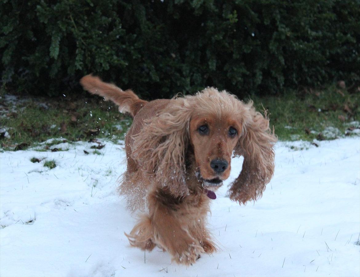 Cocker spaniel <3 Kit <3 billede 5
