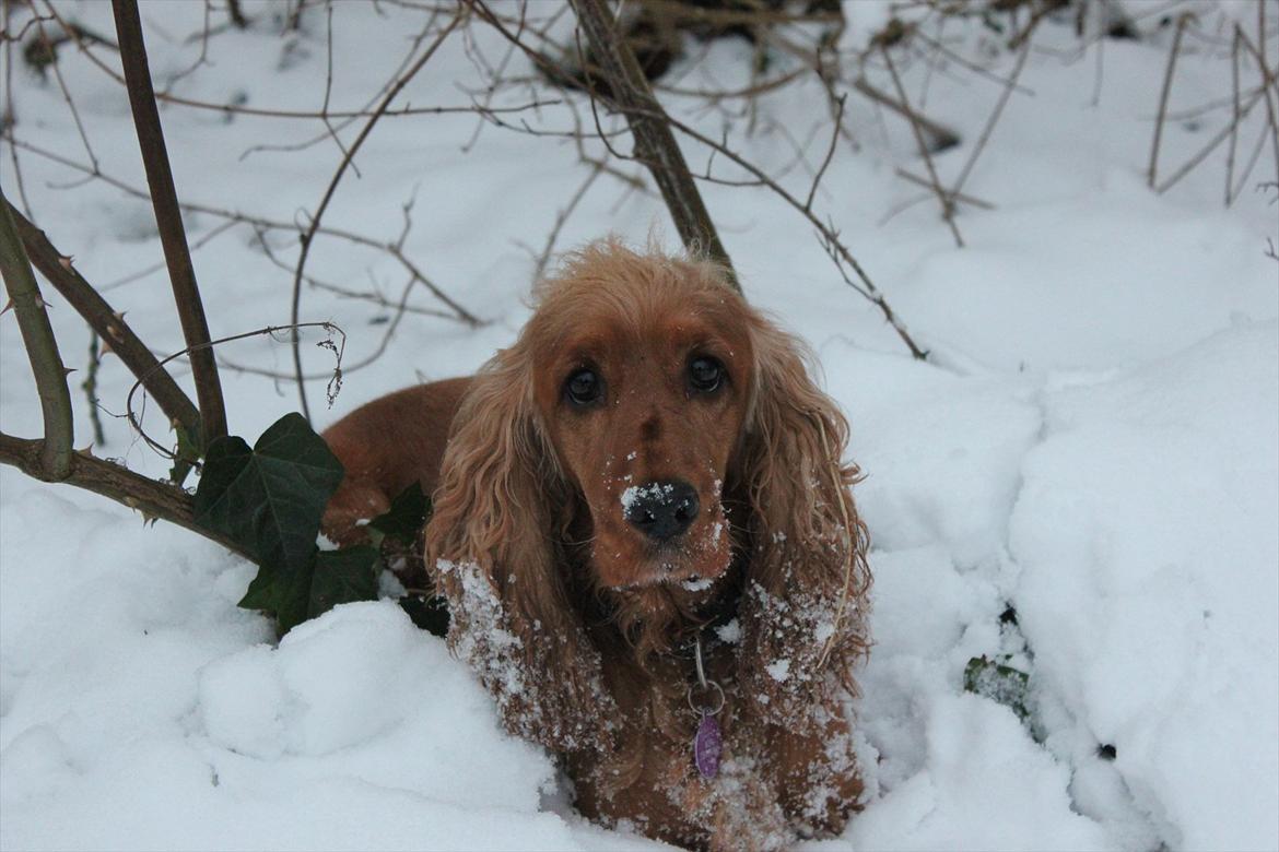 Cocker spaniel <3 Kit <3 - Hejsa mit navn er Kit og velkommen til min profil. billede 1