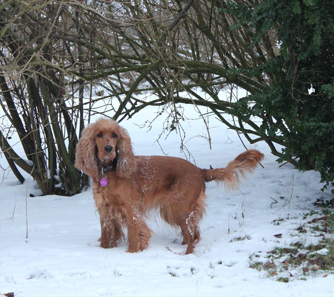 Cocker spaniel <3 Kit <3 billede 3