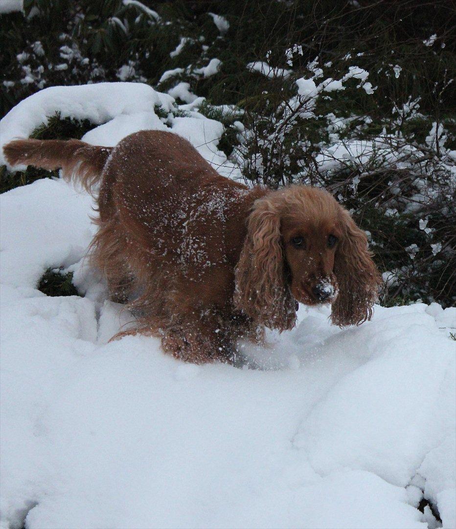 Cocker spaniel <3 Kit <3 billede 6