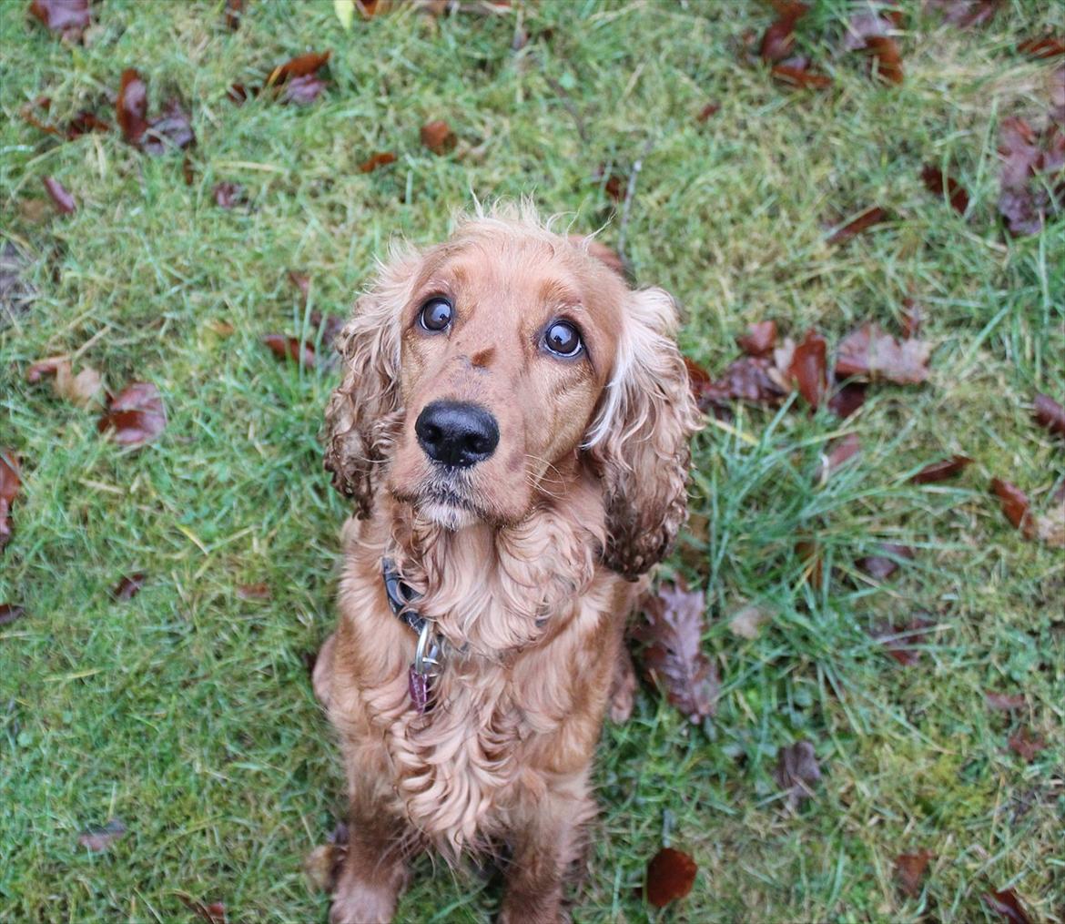 Cocker spaniel <3 Kit <3 billede 8