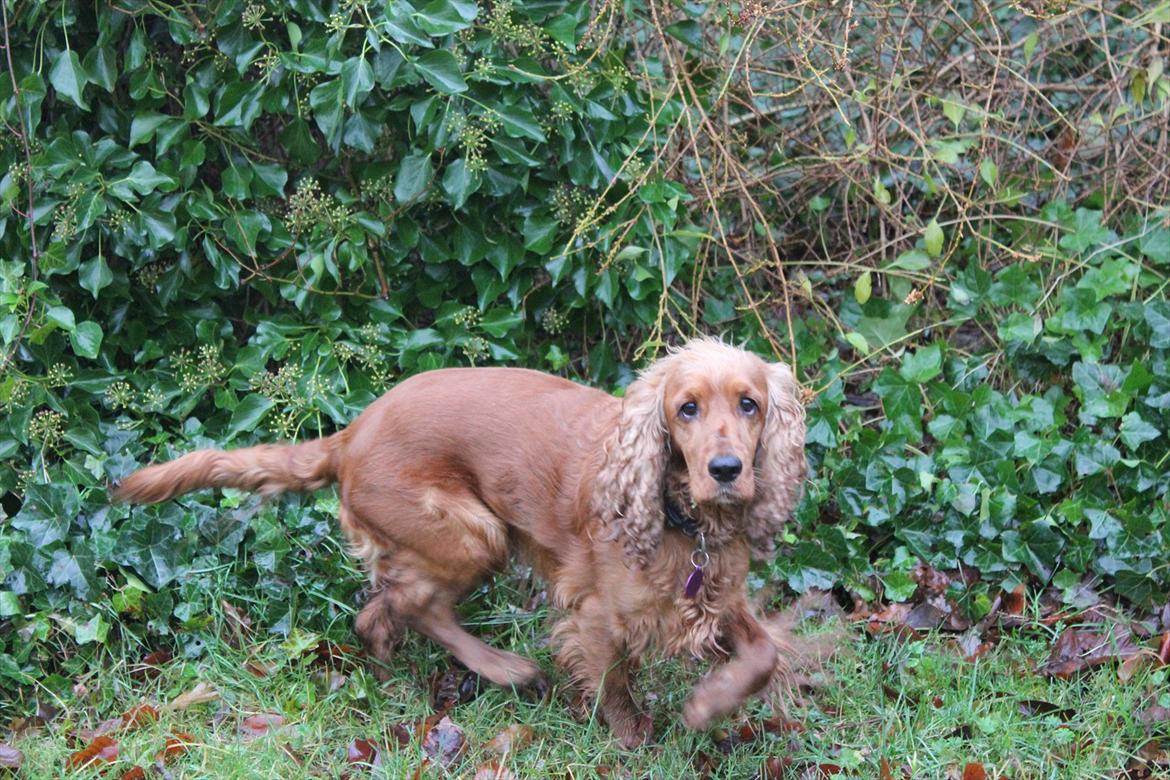 Cocker spaniel <3 Kit <3 billede 9