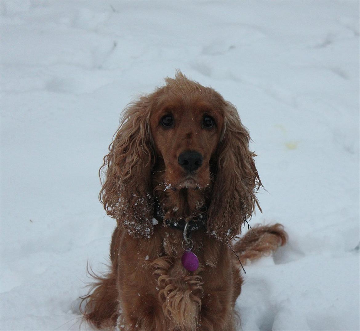 Cocker spaniel <3 Kit <3 billede 4